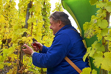 Grape harvesting at Bernkastel-Kues, Wine district, Mosel, Rhineland-Palatinate, Germany, Europe