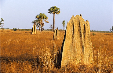 Magnetic termite mounds on the Nifold Plains in Lakefield National Park, Queensland, Australia