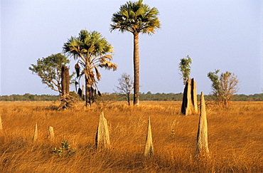 Magnetic termite mounds on the Nifold Plains in Lakefield National Park, Queensland, Australia