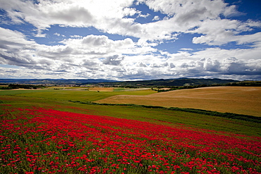 Poppy field full of corn poppies, near Uterga, Camino Frances, Way of St. James, Camino de Santiago, pilgrims way, UNESCO World Heritage, European Cultural Route, province of Navarra, Northern Spain, Spain, Europe