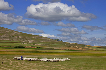 Shepherd with flock of sheep near Castrojeriz, Camino Frances, Way of St. James, Camino de Santiago, pilgrims way, UNESCO World Heritage, European Cultural Route, province of Burgos, Old Castile, Castile-Leon, Castilla y Leon, Northern Spain, Spain, Europe