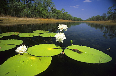 Water lilies in a billabong on Wrotham Park Station, Queensland, Australia