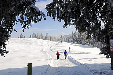 People hiking on winter hiking trail in snowy landscape, Hemmersuppenalm, Reit im Winkl, Chiemgau, Bavaria, Germany, Europe