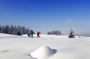 People hiking on winter hiking trail in snowy landscape, Hemmersuppenalm, Reit im Winkl, Chiemgau, Bavaria, Germany, Europe