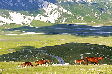 Savaged horses grazing in the mountains, Transhumanz, Campo Imperatore, Gran Sasso National Park, Abruzzi, Italy, Europe