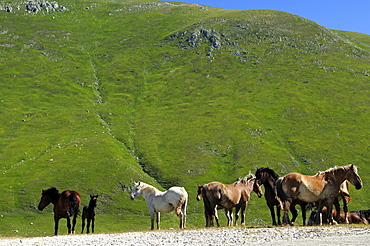 Savaged horses grazing in the mountains, Campo Imperatore, Gran Sasso National Park, Abruzzi, Italy, Europe