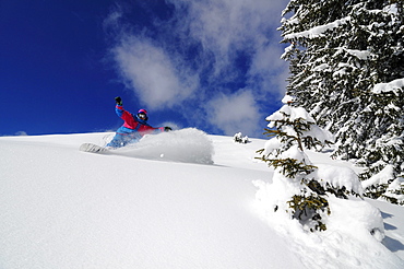 Snowboarder in the deep powder snow, Reit im Winkl, Chiemgau, Upper Bavaria, Bavaria, Germany, Europe