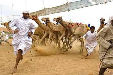 Arabic men running away at the start of a camel race, Rash al Khaimah, United Arab Emirates