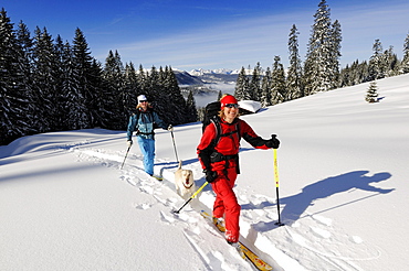 People ski touring through snowy landscape, Duerrnbachhorn, Reit im Winkl, Chiemgau, Upper Bavaria, Germany, Europe