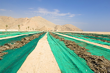 Animal Food, fish drying in the sun, Desert Landscape, Haijar Mountains, Musandam, Oman