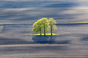 Aerial spring green leaves on a row of trees, lines in a ploughed field, Lower Saxony, Germany