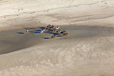 Aerial of horses on the North Sea coast beach, Lower Saxony, Germany