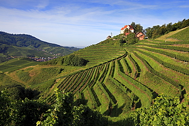 Staufenberg castle, near Durbach, Ortenau region, Black Forest, Baden-Wuerttemberg, Germany