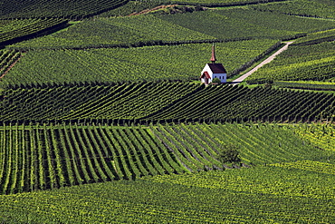 Eichert chapel in the vineyards near Jechtingen, Kaiserstuhl, Breisgau, Black Forest, Baden-Wuerttemberg, Germany