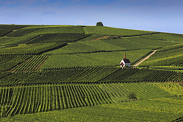 Eichert chapel in the vineyards near Jechtingen, Kaiserstuhl, Breisgau, Black Forest, Baden-Wuerttemberg, Germany