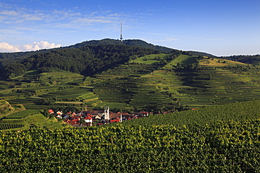 View from the vineyards to Oberbergen, Kaiserstuhl, Breisgau, Black Forest, Baden-Wuerttemberg, Germany