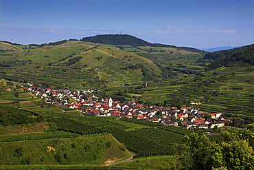 View from the vineyards to Oberbergen, Kaiserstuhl, Breisgau, Black Forest, Baden-Wuerttemberg, Germany