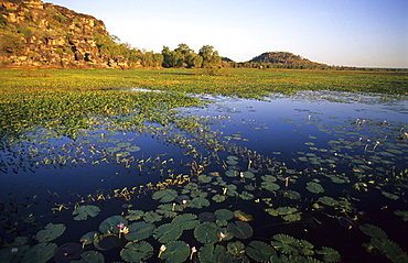 Water lillies on Cooper Creek Billabong, Arnhem Land, Australia