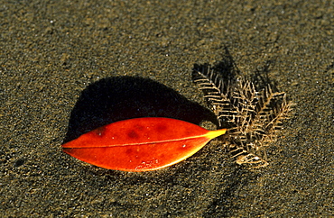 A sea shell covered hill with bone, New Zealand