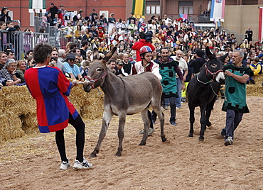 Donkey race, Palio, Alba, Langhe, Piedmont, Italy