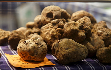 White Truffles, Truffle Fair, Alba, Langhe, Piedmont, Italy