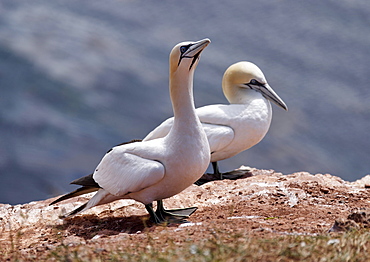 Northern Gannet, North Sea Island Heligoland, Schleswig-Holstein, Germany