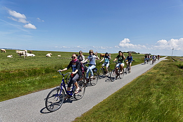 Cyclists near Ketelswarf, Hallig Langeness, North Sea, Schleswig-Holstein, Germany