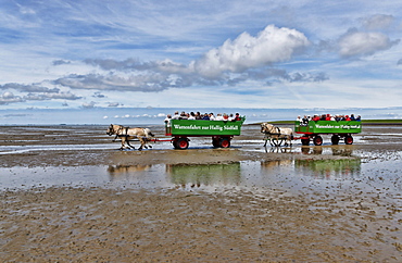 Journey over the mudflats towards Hallig Suedfall, Fuhlehoern on North Beach, Wadden sea, Schleswig-Holstein, Germany