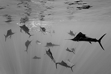 Atlantic Sailfish hunting Sardines, Istiophorus albicans, Isla Mujeres, Yucatan Peninsula, Caribbean Sea, Mexico