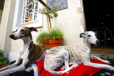 Dogs in front of a Bar, Kreuzberg, Berlin, Germany, Europe