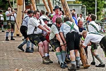 Erection of Maypole, Sindelsdorf, Weilheim-Schongau, Bavarian Oberland, Upper Bavaria, Bavaria, Germany