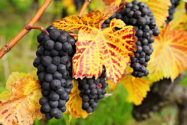 Red grapes at vine in autumn colours, lake Geneva, Lavaux Vineyard Terraces, UNESCO World Heritage Site Lavaux Vineyard Terraces, Vaud, Switzerland, Europe