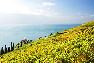 Villa in vineyard with lake Geneva, lake Geneva, Lavaux Vineyard Terraces, UNESCO World Heritage Site Lavaux Vineyard Terraces, Vaud, Switzerland, Europe