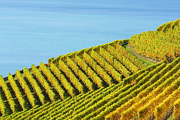 Vineyard with lake Geneva, lake Geneva, Lavaux Vineyard Terraces, UNESCO World Heritage Site Lavaux Vineyard Terraces, Vaud, Switzerland, Europe