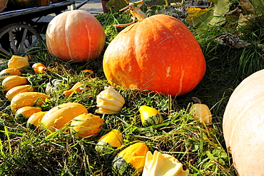 Species of pumpkins, lake Geneva, Lavaux Vineyard Terraces, UNESCO World Heritage Site Lavaux Vineyard Terraces, Vaud, Switzerland, Europe