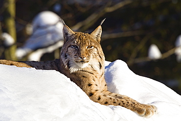 European lynx in the snow, Nationalpark Bayrischer Wald, Bavaria, Germany, Europe