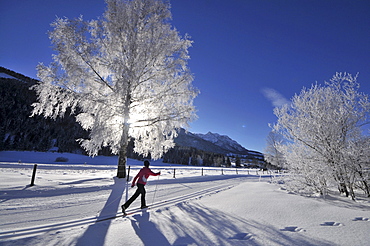 Woman cross-country skiing near Koessen, Kaiserwinkl, Winter in Tyrol, Austria