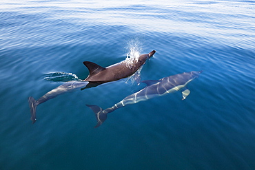 Common dolphins, Delphinus delphis, in the Atlantic ocean off the Algarve coast, Portugal, Europe