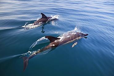 Common dolphins, Delphinus delphis, in the Atlantic ocean off the Algarve coast, Portugal, Europe