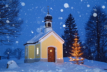 chapel with christmas tree at snowfall, Upper Bavaria, Germany, Europe