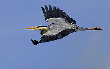 Heron flying, Loddin, Usedom, Mecklenburg-Western Pomerania, Germany