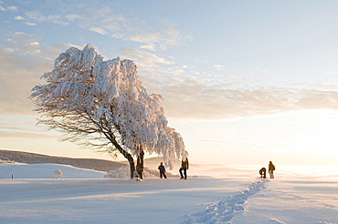 Family with sledge on mount Schauinsland, Freiburg im Breisgau, Black Forest, Baden-Wurttemberg, Germany