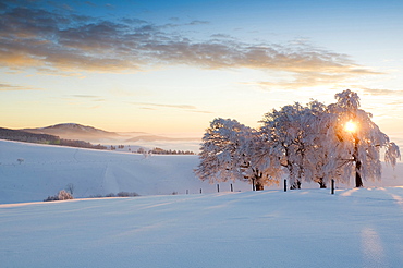 Snow-covered beech trees on mount Schauinsland, Freiburg im Breisgau, Black Forest, Baden-Wurttemberg, Germany