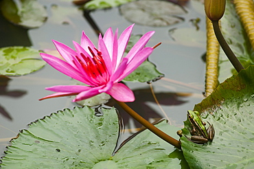 Water lily in a pond at Datai Resort, Lankawi Island, Malaysia, Asia