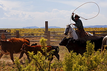 Zapata Ranch is a working ranch where tourists can stay and work, branding of cattle, Alamosa, Alamosa County, Colorado, USA, North America, America