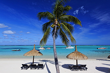 Palm tree on the beach of Beachcomber Hotel Paradis & Golf Club, Mauritius, Africa