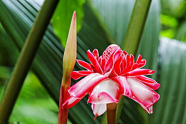 Blossom of torch ginger, La Reunion, Indian Ocean