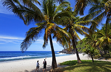 Palm trees on the beach of Grand Anse in Petite Ile, La Reunion, Indian Ocean