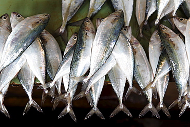 Fishes at fish monger at Darajani Market, Stonetown, Zanzibar City, Zanzibar, Tanzania, Africa