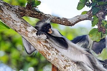 Zanzibar Red Colobus on a tree at Jozani Forest, Zanzibar, Tanzania, Africa